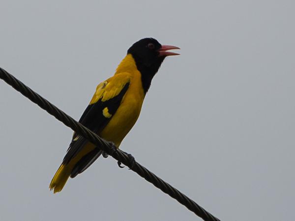 <h3><a href="/trips/srilanka/biota/animalia/chordata/aves/040 passeriformes/050 oriolidae/oriolus xanthornus/oriolus xanthornus-nl.html">Oriolus&nbsp;xanthornus</a> / Black‑hooded&nbsp;oriole / Zwartkopwielewaal</h3>NIKON D500 met AF-S Nikkor 80-400mm f/4.5-5.6G ED VR, 1/400 sec  bij F5.6, ISO 800, afstand 14.9&nbsp;m
